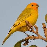 Saffron Finch