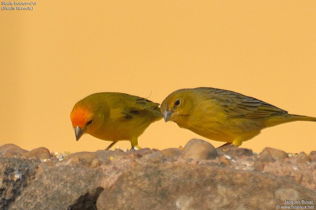 Saffron Finch adult