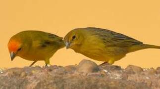 Saffron Finch