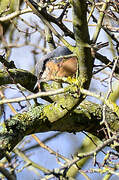 Eurasian Nuthatch