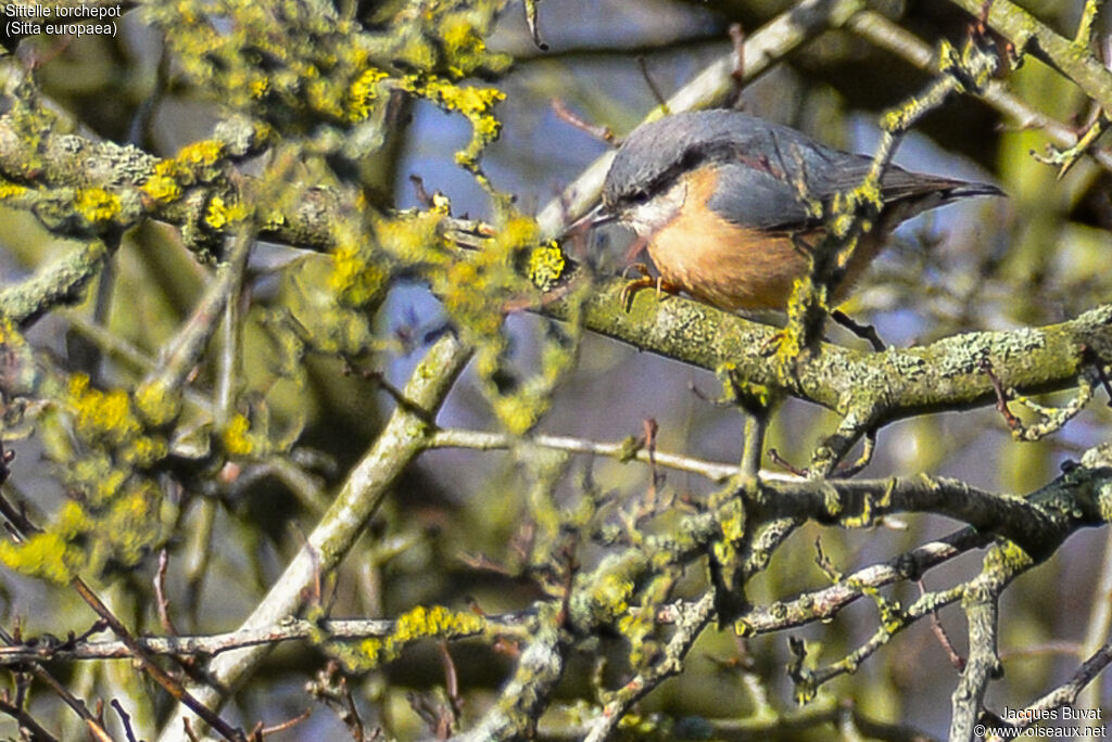 Eurasian Nuthatchadult, identification, close-up portrait, habitat, aspect, pigmentation