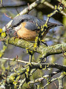 Eurasian Nuthatch