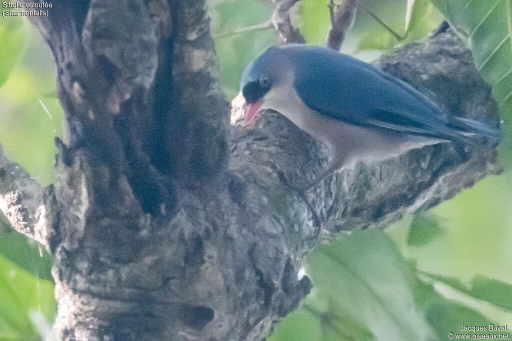 Velvet-fronted Nuthatch female adult, identification, aspect, pigmentation, fishing/hunting