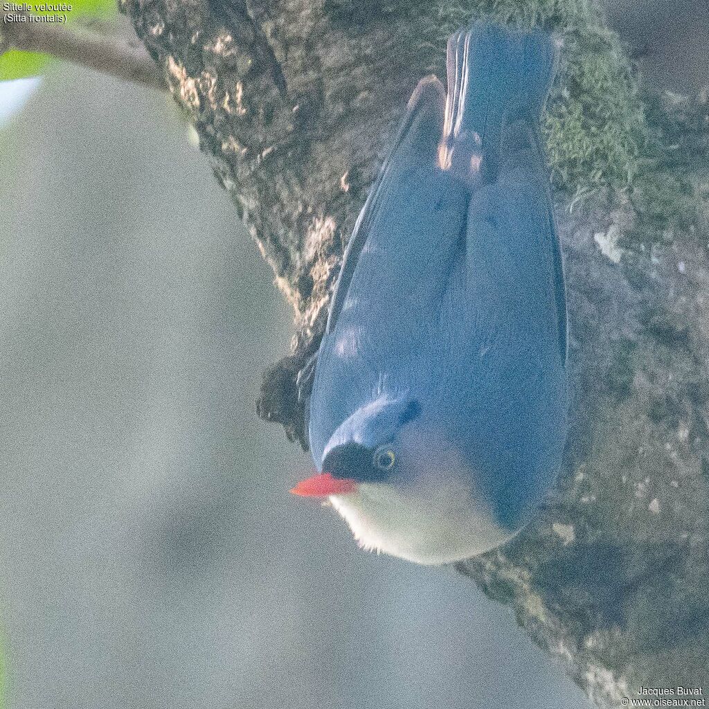 Sittelle veloutée