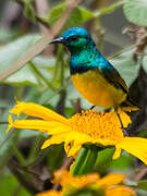 Collared Sunbird