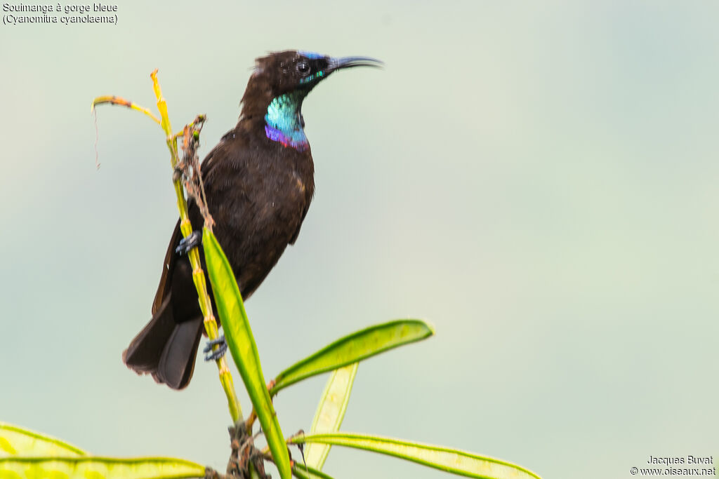 Blue-throated Brown Sunbird male adult breeding, identification, habitat, aspect, pigmentation