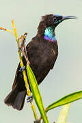 Blue-throated Brown Sunbird