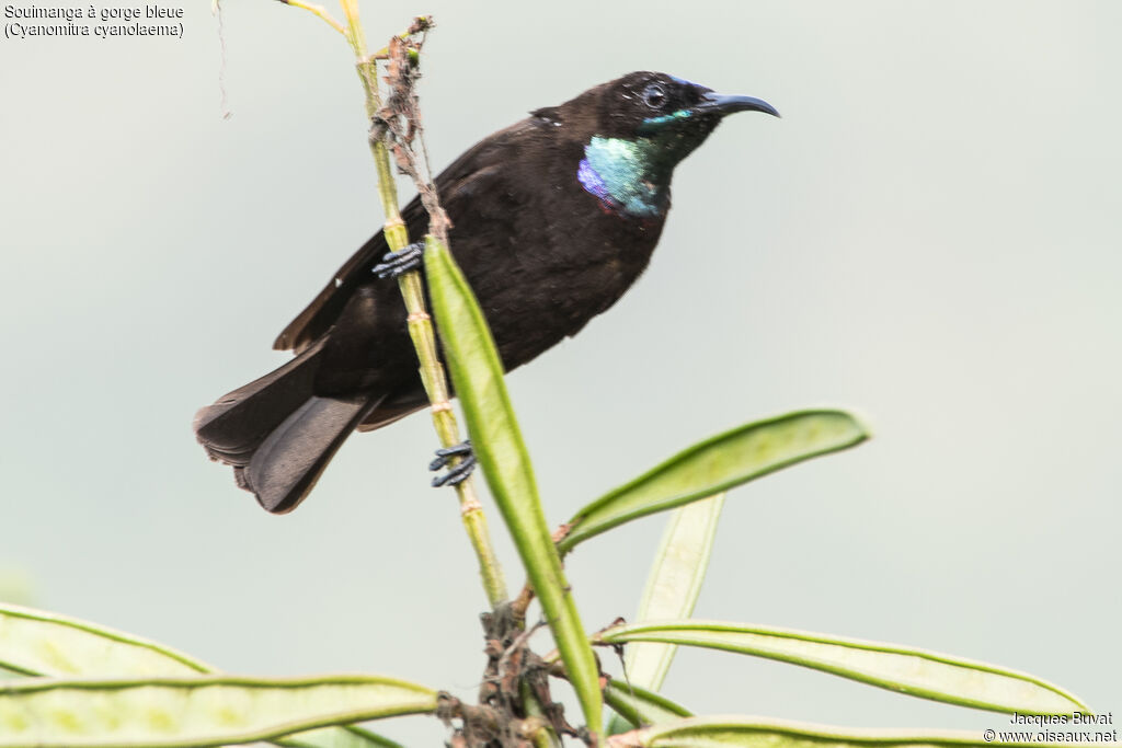 Blue-throated Brown Sunbird male adult breeding