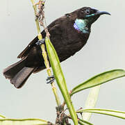 Blue-throated Brown Sunbird