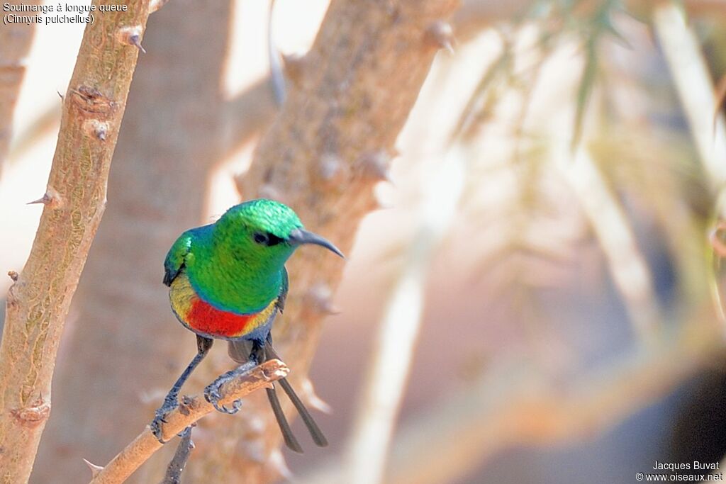 Beautiful Sunbird male adult breeding