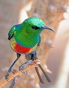 Beautiful Sunbird