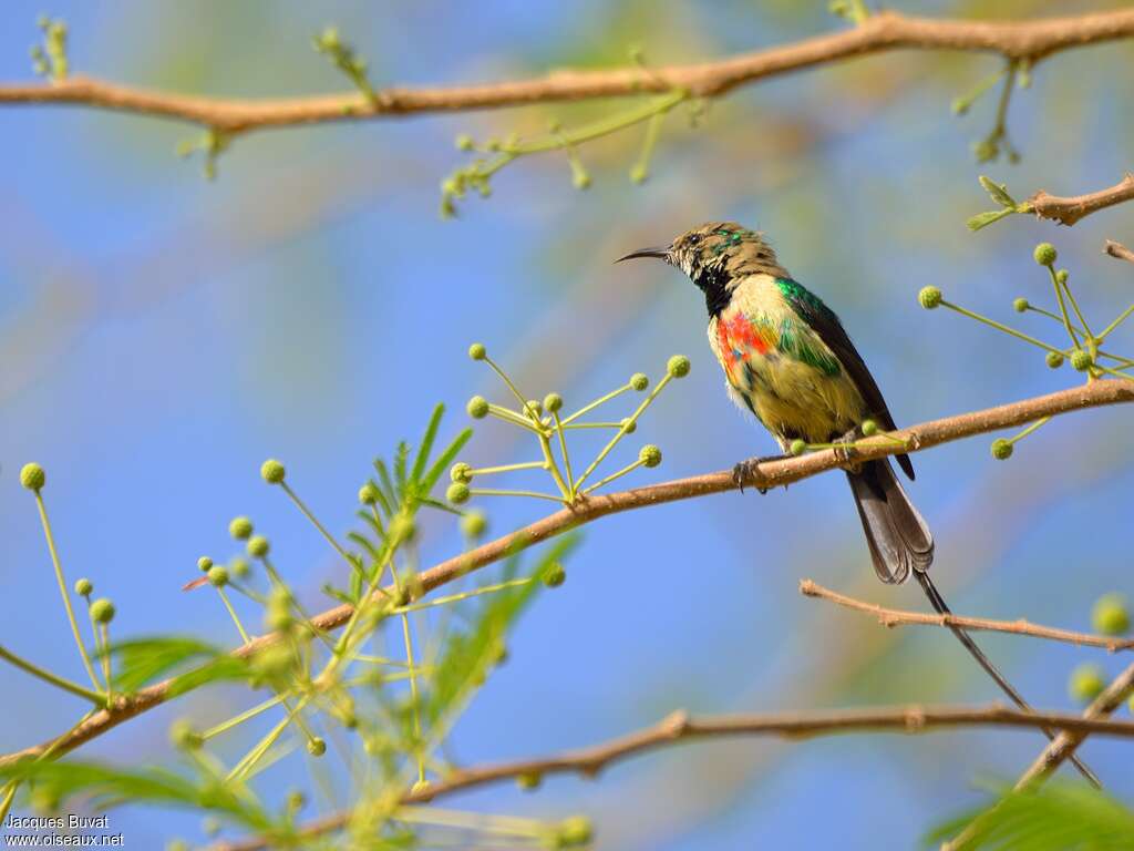 Beautiful Sunbird male adult transition