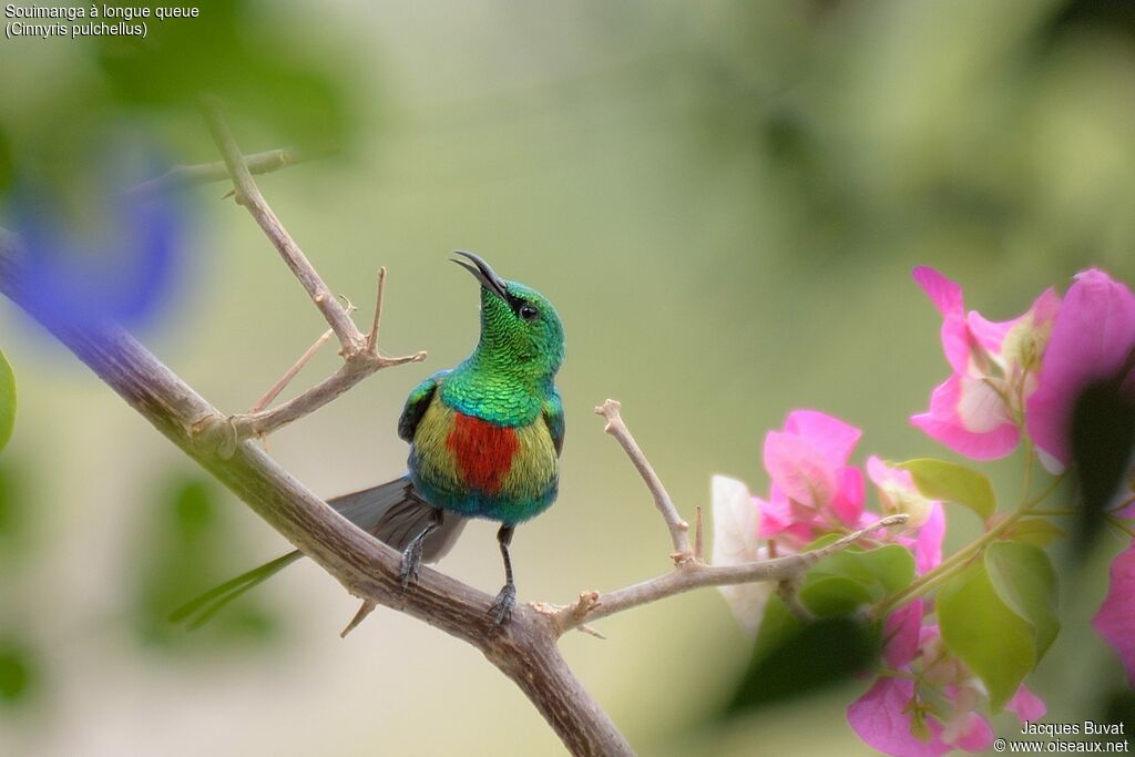 Beautiful Sunbird male adult breeding