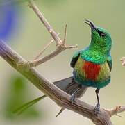 Beautiful Sunbird