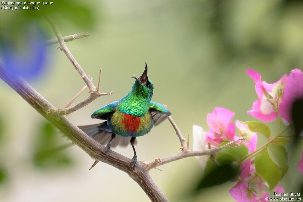 Beautiful Sunbird male adult breeding