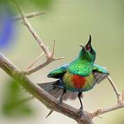 Beautiful Sunbird