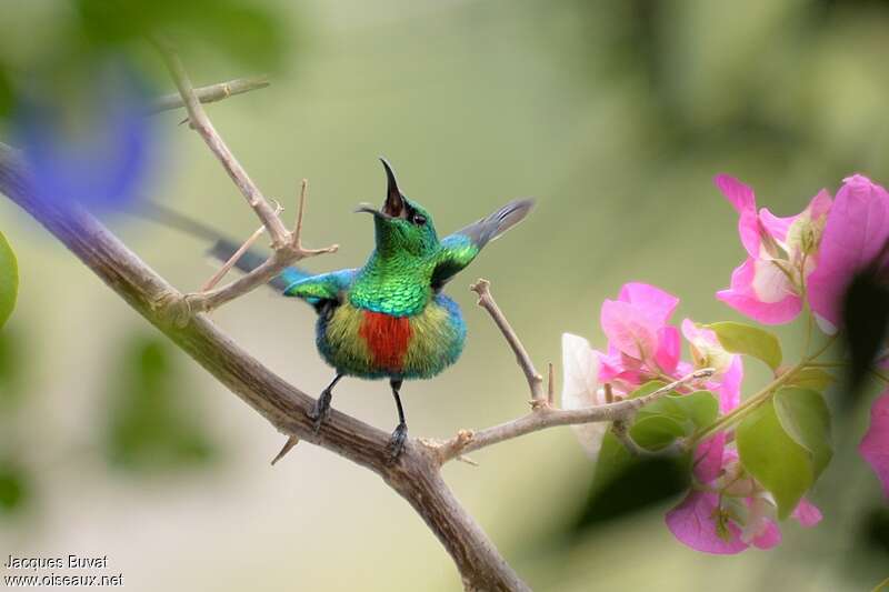Beautiful Sunbird male adult breeding, pigmentation, Behaviour