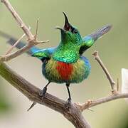 Beautiful Sunbird