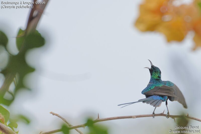 Beautiful Sunbird male adult breeding