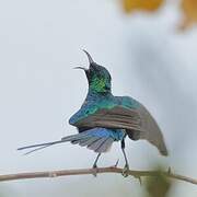 Beautiful Sunbird