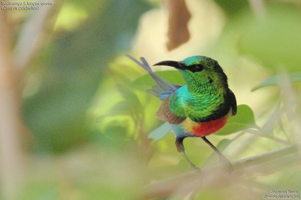 Beautiful Sunbird male adult breeding