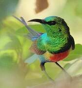 Beautiful Sunbird