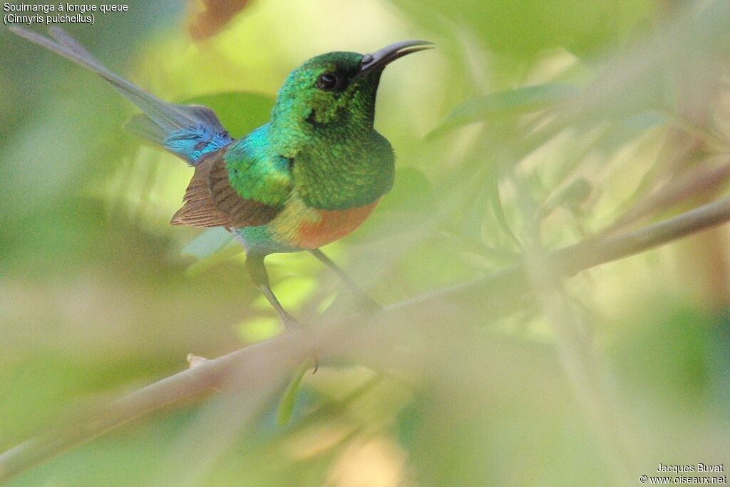 Beautiful Sunbird male adult breeding