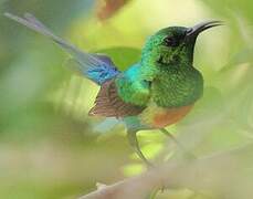 Beautiful Sunbird