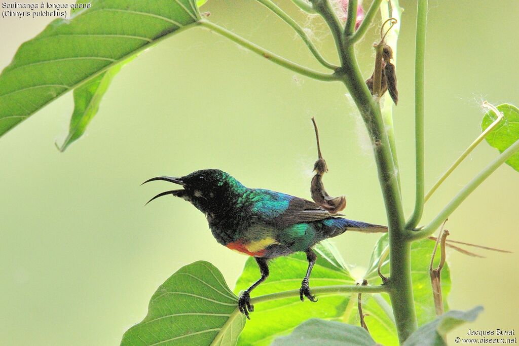 Beautiful Sunbird