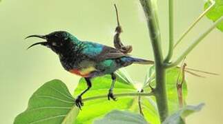 Beautiful Sunbird