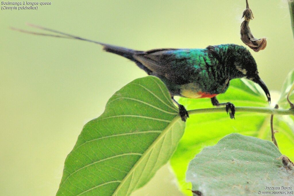 Beautiful Sunbird male adult breeding