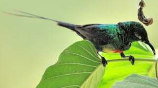 Beautiful Sunbird