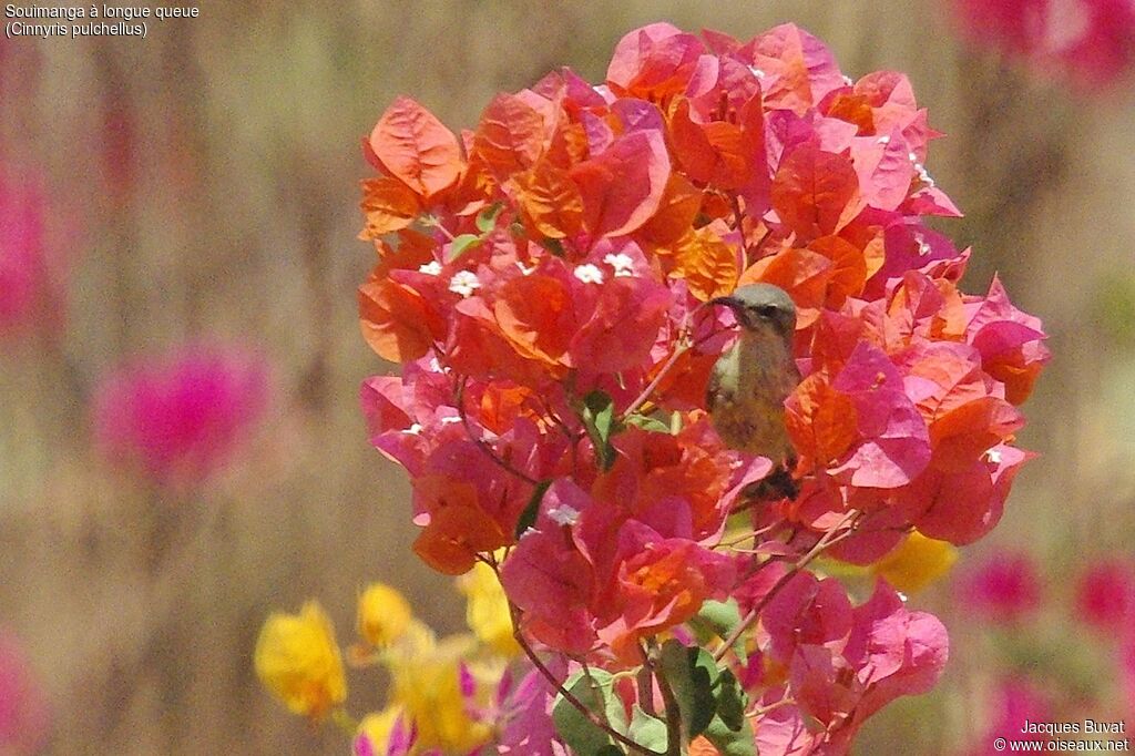 Beautiful Sunbird female adult