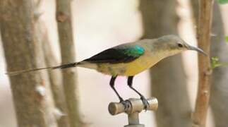 Beautiful Sunbird