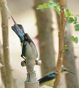 Beautiful Sunbird