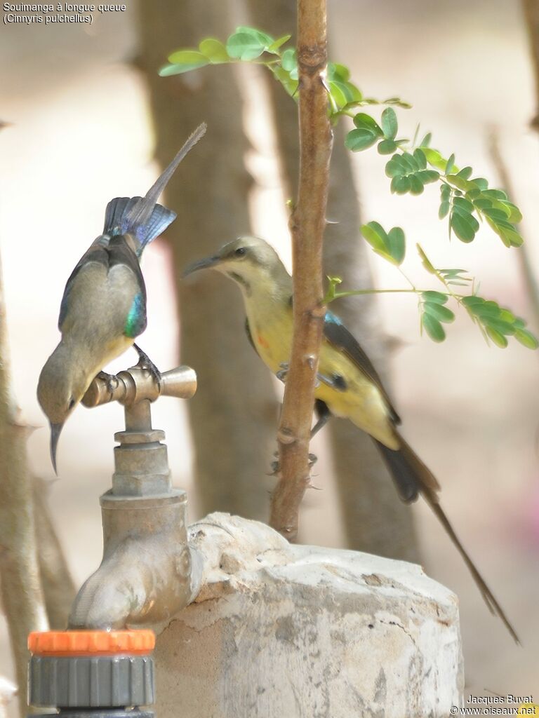 Beautiful Sunbird male adult transition