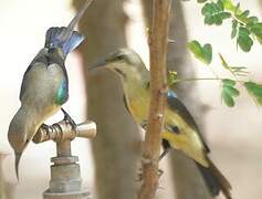 Beautiful Sunbird