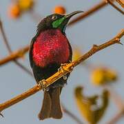 Scarlet-chested Sunbird