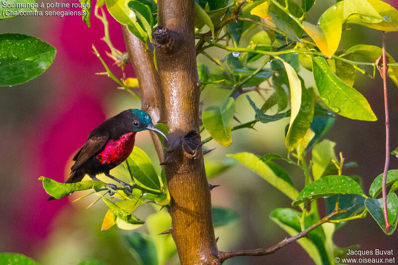 Scarlet-chested Sunbird, habitat, aspect, pigmentation, Behaviour
