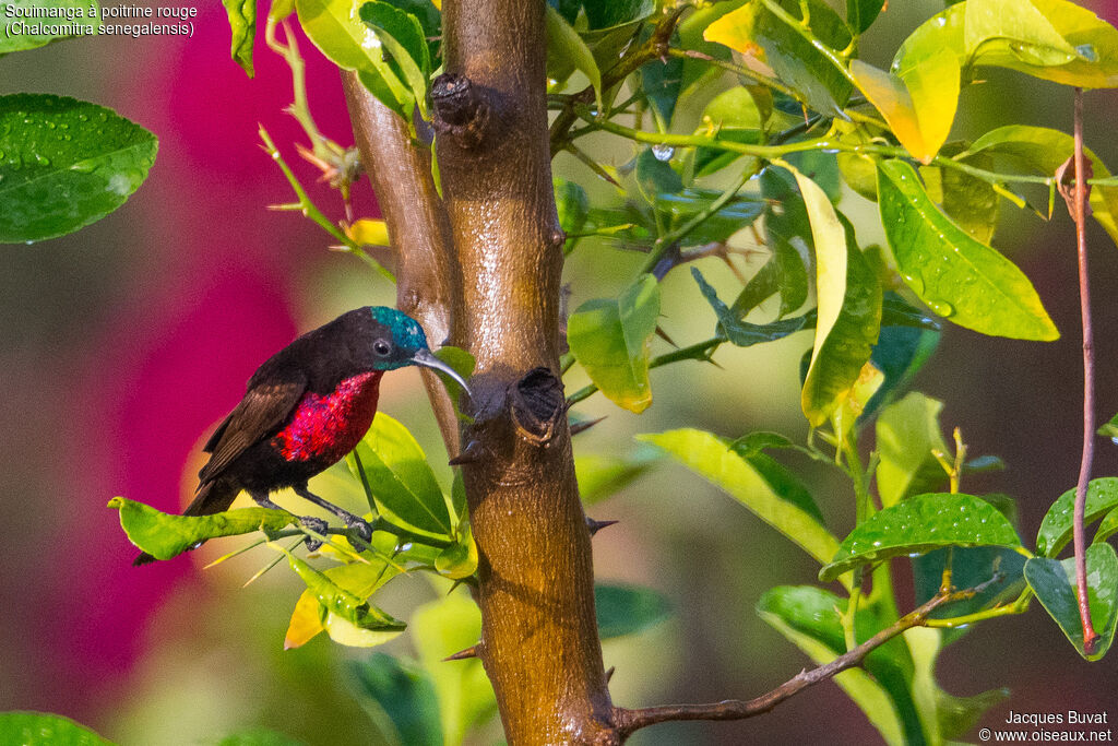 Scarlet-chested Sunbird, habitat, aspect, pigmentation, Behaviour