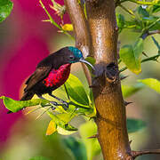 Scarlet-chested Sunbird