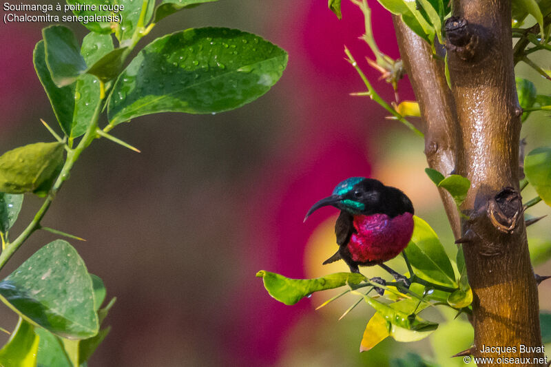 Scarlet-chested Sunbird male adult breeding, habitat, aspect, pigmentation, Behaviour