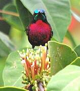 Scarlet-chested Sunbird