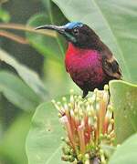 Scarlet-chested Sunbird