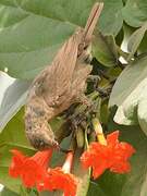 Scarlet-chested Sunbird