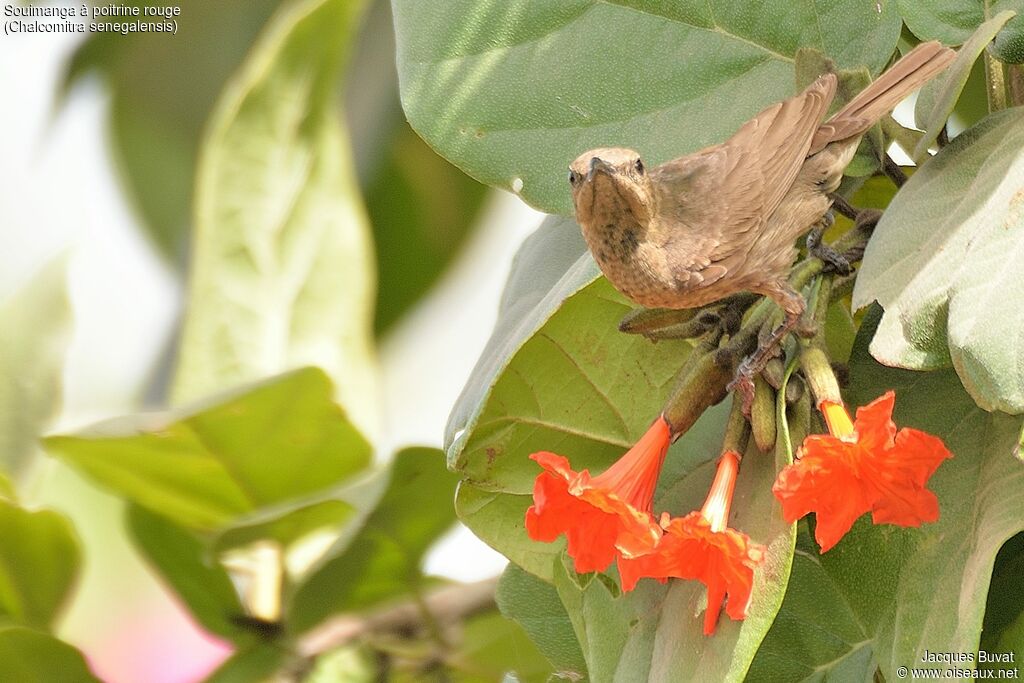 Scarlet-chested Sunbirdadult