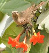 Scarlet-chested Sunbird