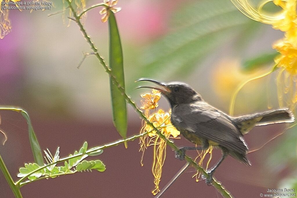 Scarlet-chested Sunbirdjuvenile, identification, Behaviour