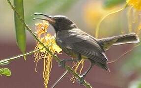 Scarlet-chested Sunbird