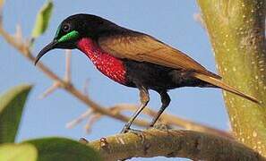 Scarlet-chested Sunbird